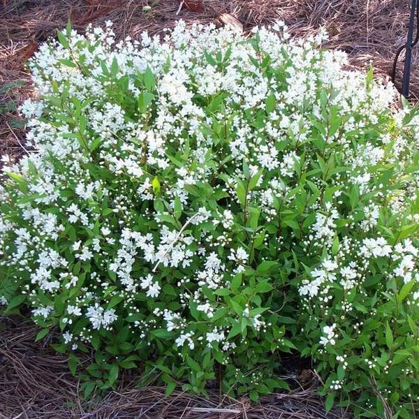 Deutzia gracilis 'Nikko'