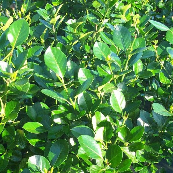 Euonymus 'Manhattan'