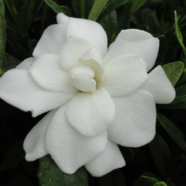 Hardy Gardenia 'Double Mint' First Edition®