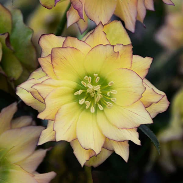 Hellebore WEDDING PARTY® First Dance