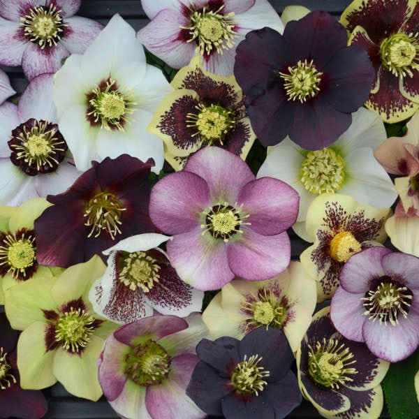 Hellebore HONEYMOON® Series 'Honeymoon Mix'