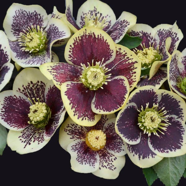 Hellebore HONEYMOON® Series 'Rio Carnival'