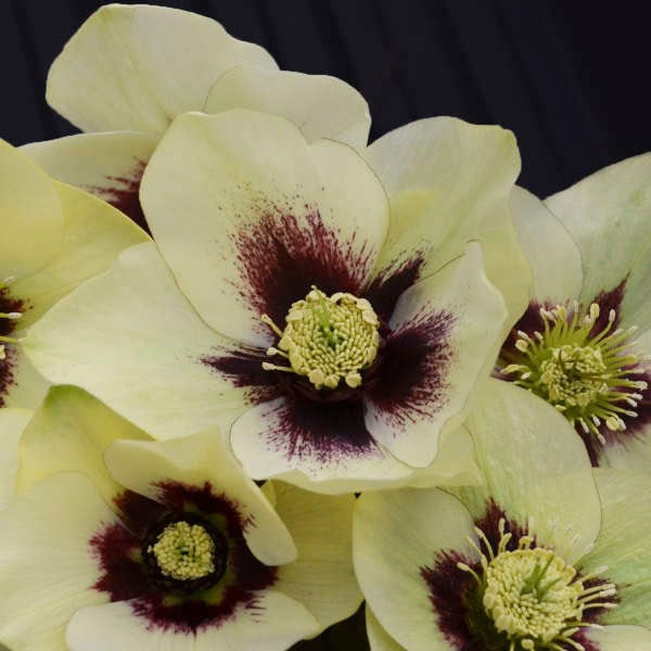 Hellebore HONEYMOON® Series 'Spanish Flare'