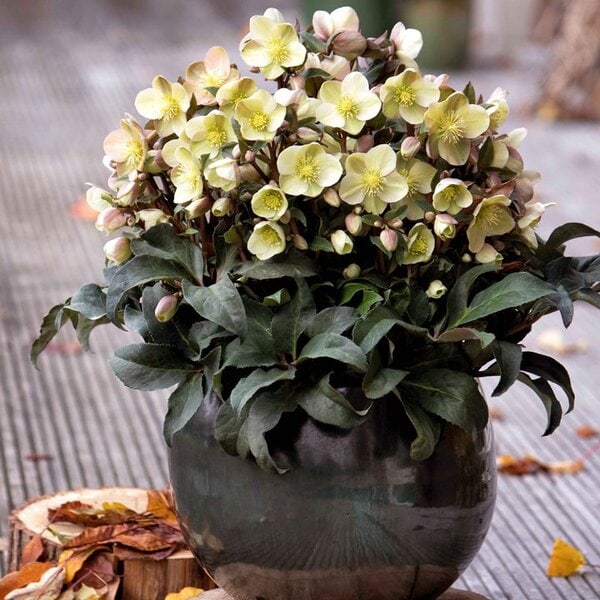 Hellebore HGC® Gold Collection® Ivory Prince
