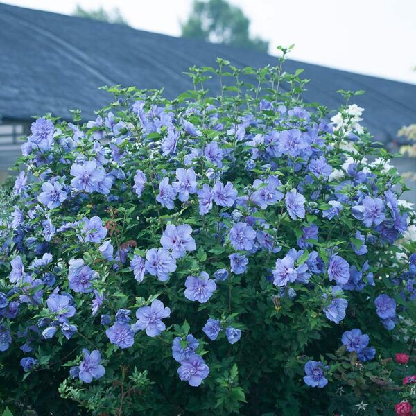 Rose of Sharon 'Blue Chiffon®' Proven Winner™