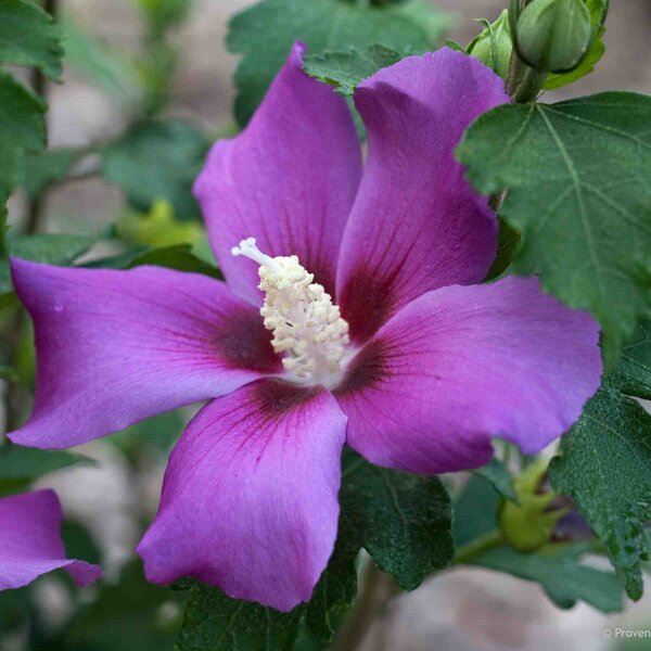 Rose of Sharon Violet Satin® Proven Winner™