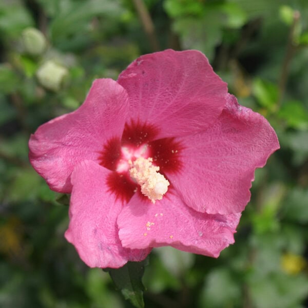 Rose of Sharon Lil' Kim® Proven Winner™