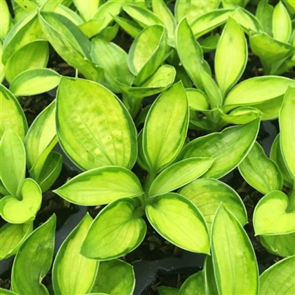 Hosta 'Rainforest Sunrise'