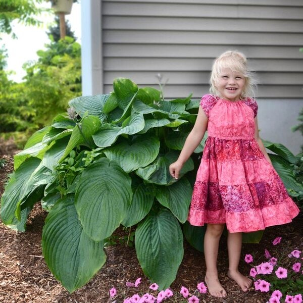 Hosta Shadowland® 'Empress Wu' Proven Winner™