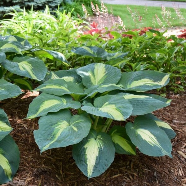 Hosta Shadowland® 'Hudson Bay' Proven Winner™