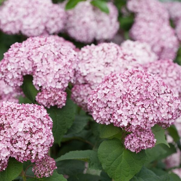 Hydrangea arborescens Incrediball® Blush Proven Winner™