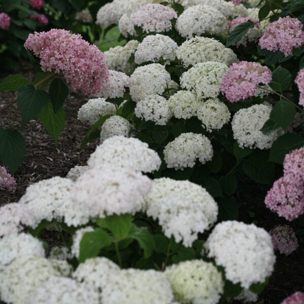 Hydrangea arborescens 'Invincibelle Wee White'™ Proven Winner™