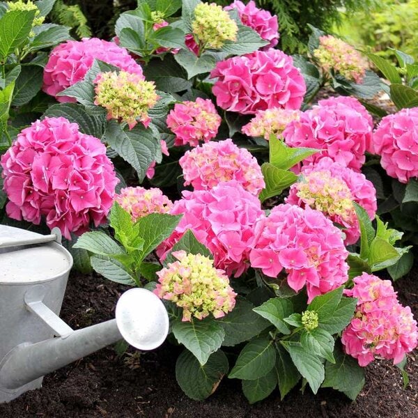 Hydrangea macrophylla 'Cityline® Vienna' Proven Winner™