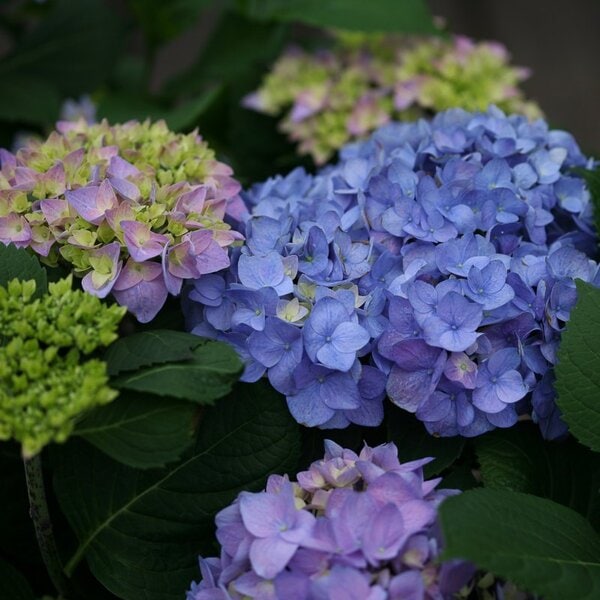 Hydrangea macrophylla Let's Dance® Rhythmic Blue® Proven Winner™