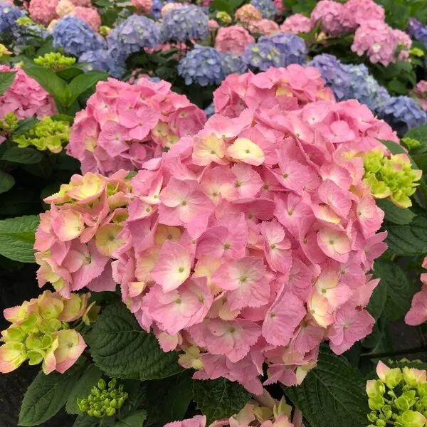 Hydrangea macrophylla Let's Dance 'Sky View'™ Proven Winner™
