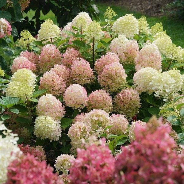 Hydrangea paniculata Firelight Tidbit® Proven Winner™
