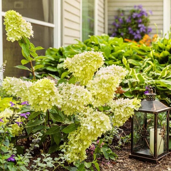 Hydrangea paniculata 'Little Lime®' Proven Winner™