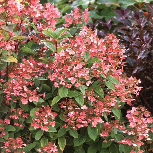 Hydrangea paniculata 'Puffer Fish' Proven Winner™