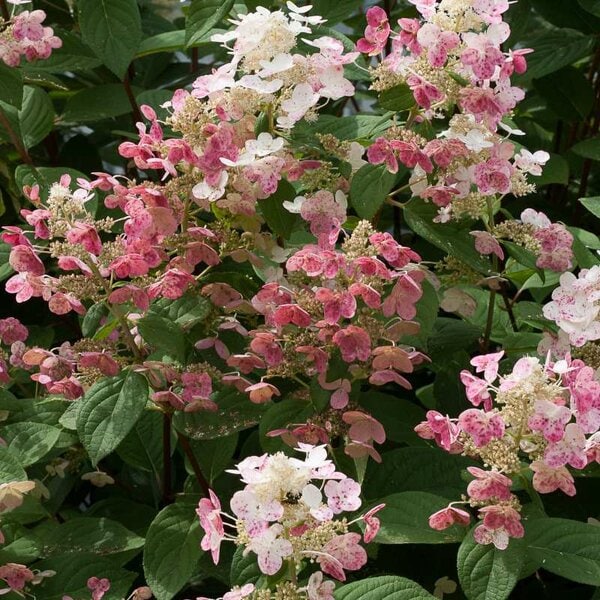 Hydrangea paniculata 'Quick Fire®' Proven Winner™