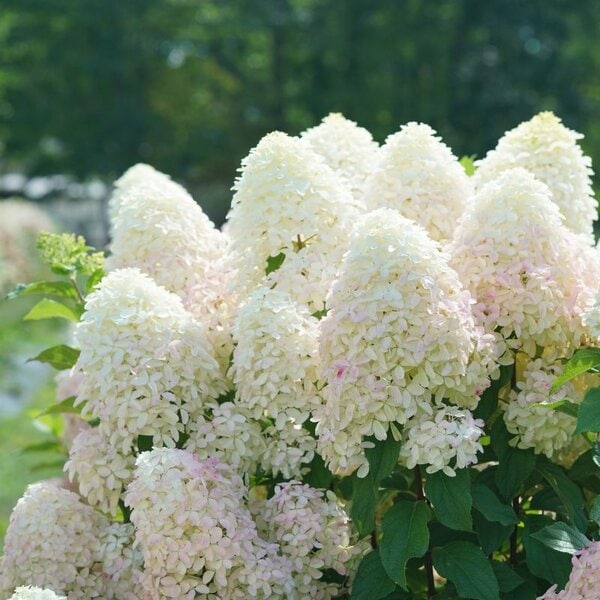Hydrangea paniculata Quickfire Fab® Proven Winner™