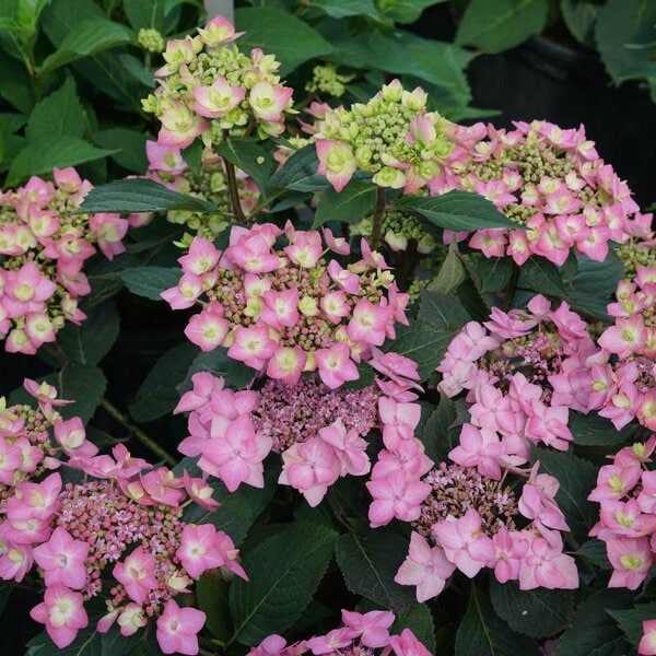 Hydrangea Lacecap Let's Dance® 'Can Do!'® Proven Winner™
