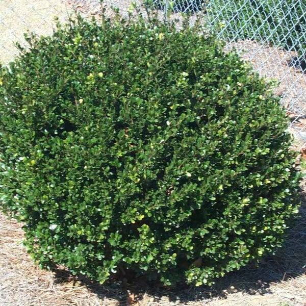 Holly (Japanese) 'Bennett's Compacta'