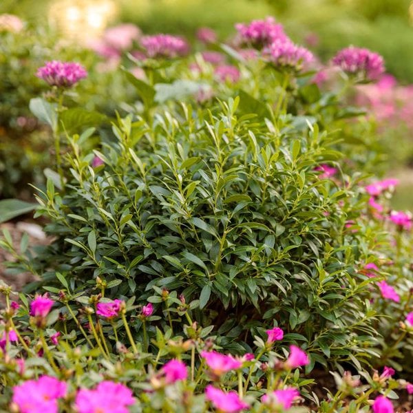 Holly (Inkberry) 'Gem Box'® Proven Winner™