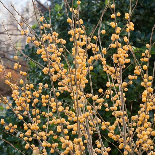 Winterberry Berry Heavy Gold® Proven Winner™