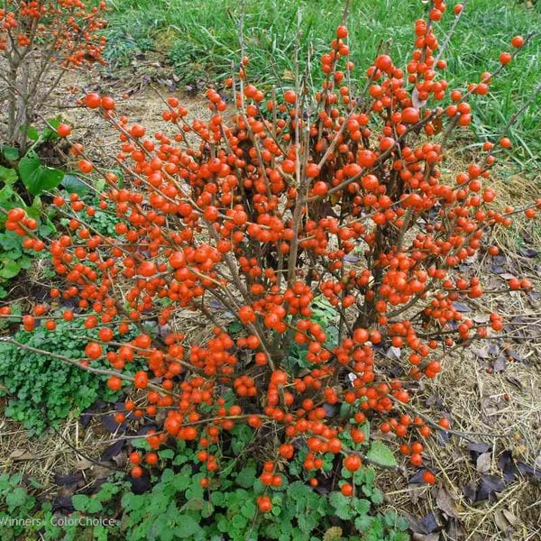 Winterberry Little Goblin Orange® Proven Winner™