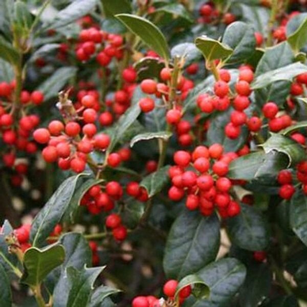 Holly 'Nellie R. Stevens'