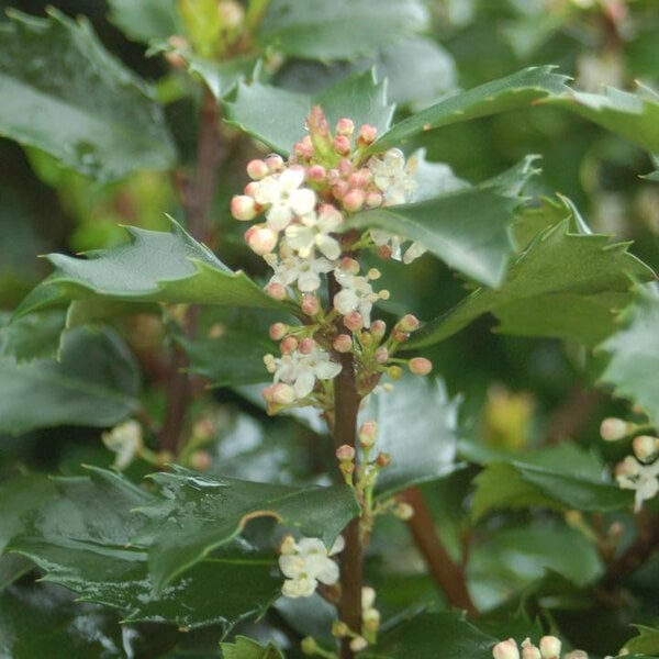 Holly (blue) 'Blue Prince'