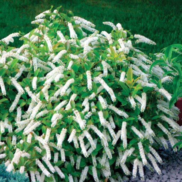 Itea Little Henry® Proven Winner™