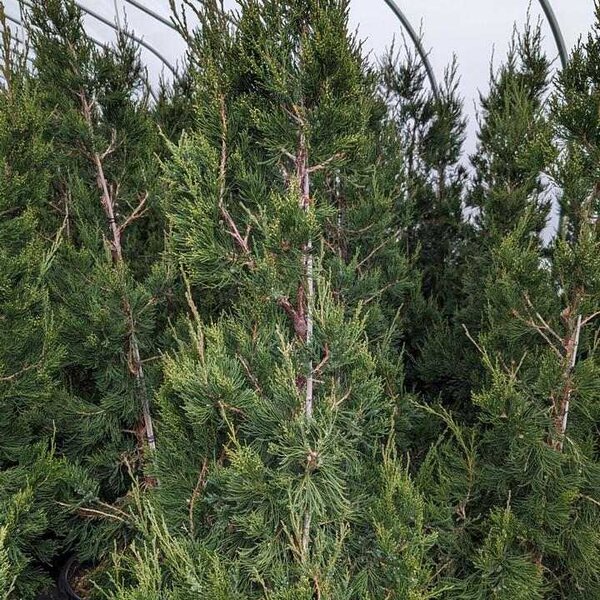 Juniper 'Hetzii Columnaris'