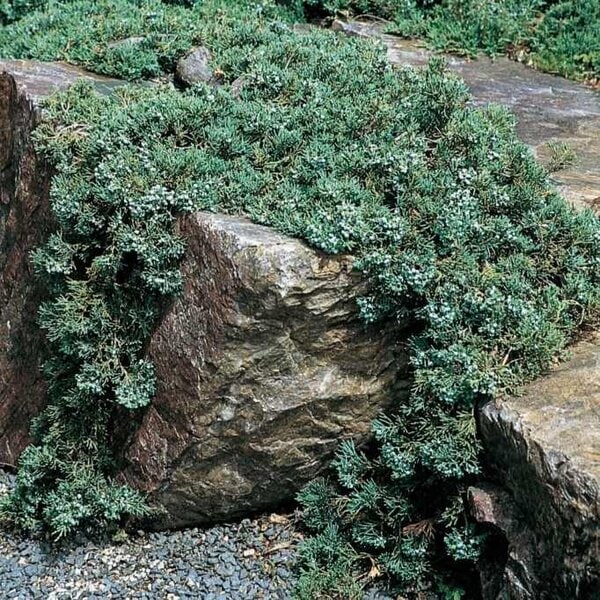 Juniper 'Blue Rug'