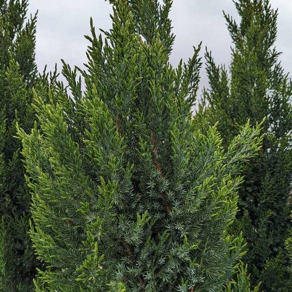 Juniper 'Brodie' Eastern Red Cedar