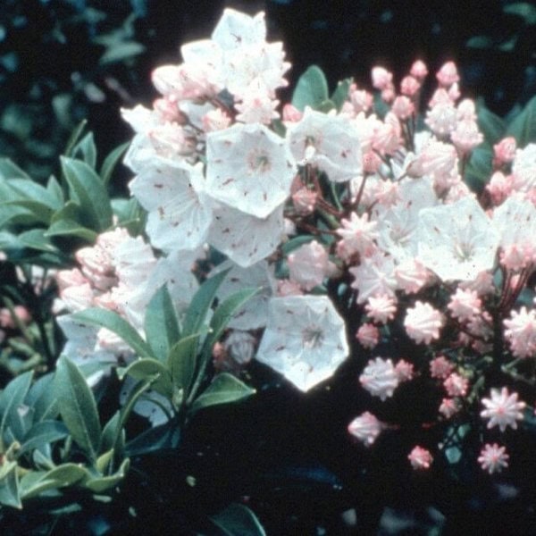 Laurel Mountain 'Elf'