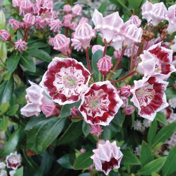 Laurel Mountain 'Minuet'