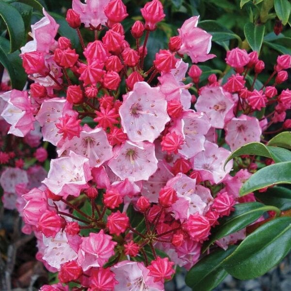 Laurel Mountain 'Olympic Fire'