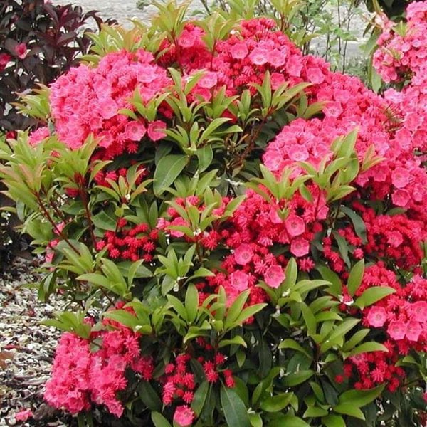 Laurel Mountain 'Pink Charm'