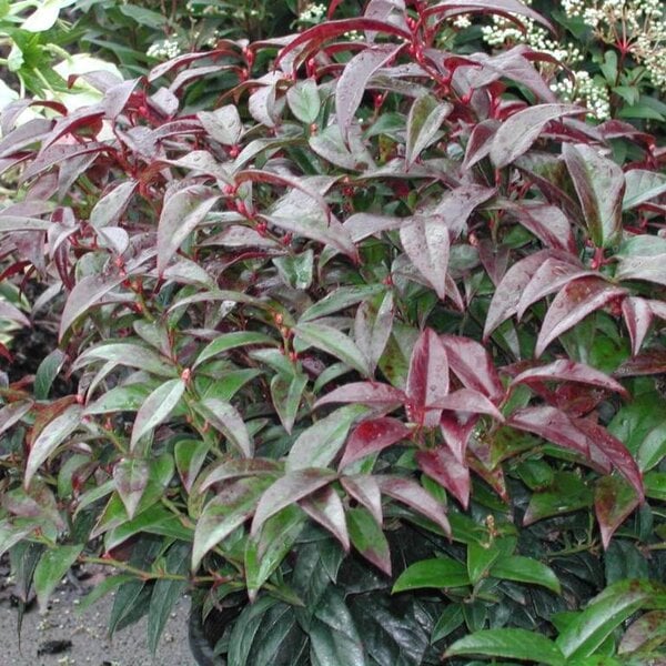 Leucothoe 'Coast'