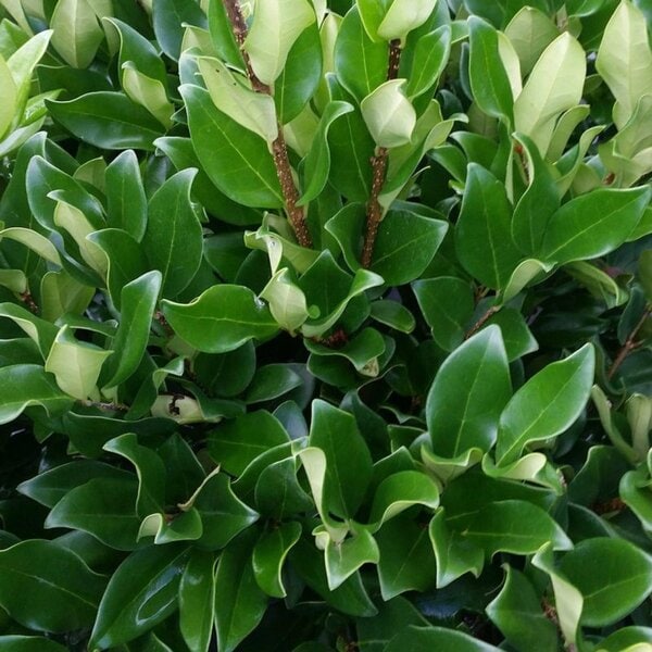 Privet 'Davidson Hardy'