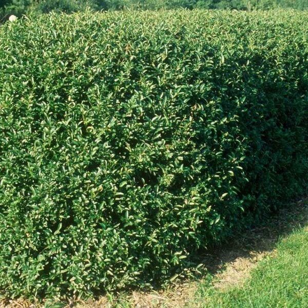 Privet Hedge Ovalleaf