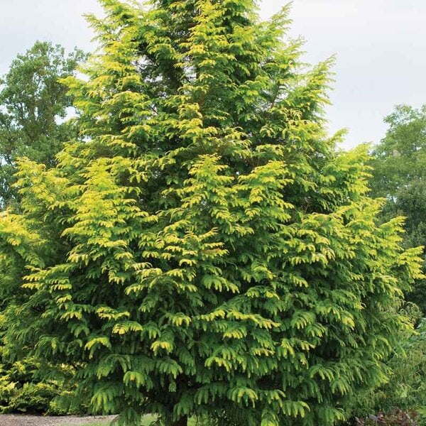Dawn Redwood 'Amber Glow'®
