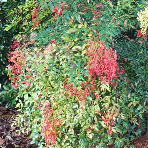 Nandina Domestica Compact