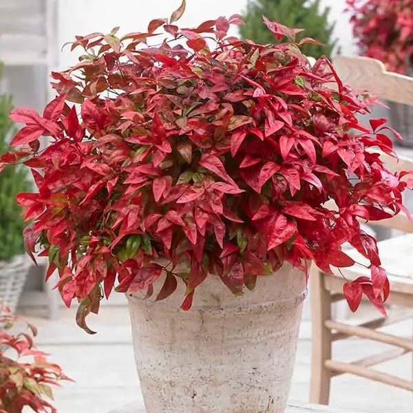 Nandina 'Blush Pink'™