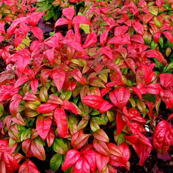Nandina 'Firepower'