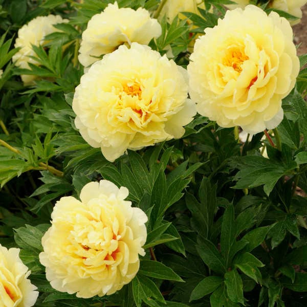 Peony 'Bartzella'