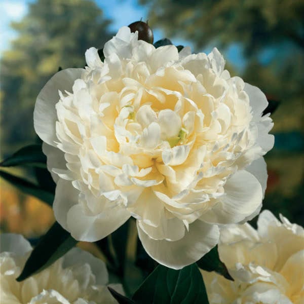 Peony 'Duchesse De Nemours'