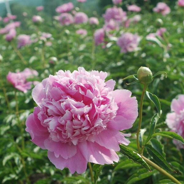 Peony 'Monsieur Jules Elie'