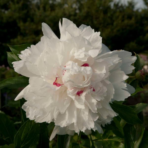 Peony 'Festiva Maxima'